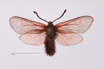 Vorschaubild Zygaena (Agrumenia) exulans polaris Holik, 1935